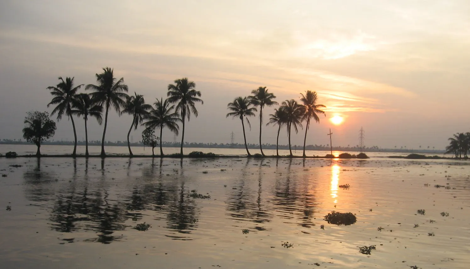 Fleet of premium Kerala houseboats moored on the Alleppey backwaters at dawn